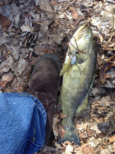 Winter-killed bass from our pond
