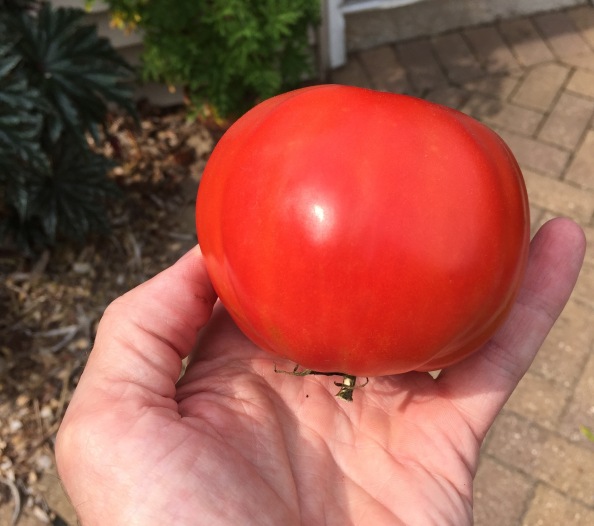yet another weirdly big Amish Paste tomato to be used for next year's seed